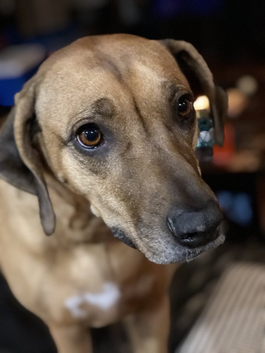 LoadedPixel's tweet photo. Last but not least.. happy national puppy day to these two cuties!! Love seeing cute pictures of everyone’s dogs today! 😃😃🐕🐶 #Philadelphia #multimedia 
#LoadedPixel #LoadedPixelCreative #Videoproduction #Production #photographer #photography #nationalpuppyday #dog #puppy https://t.co/QaaL8h35bp