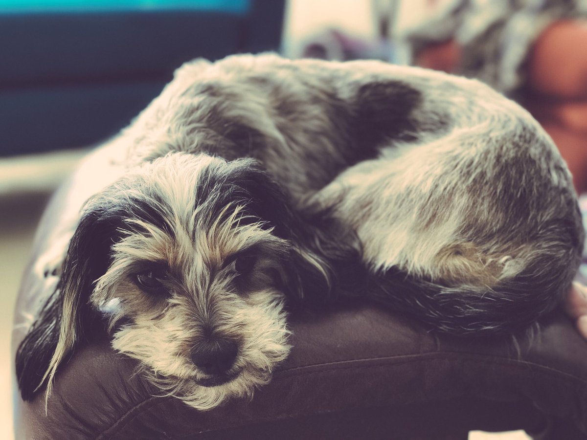 thisisjohnsblog's tweet photo. To the doggo who’s had my back (and lap) for 5 years, happy #NationalPuppyDay 🐶❤️

@KipperWylie https://t.co/Q5DoAMVx2R