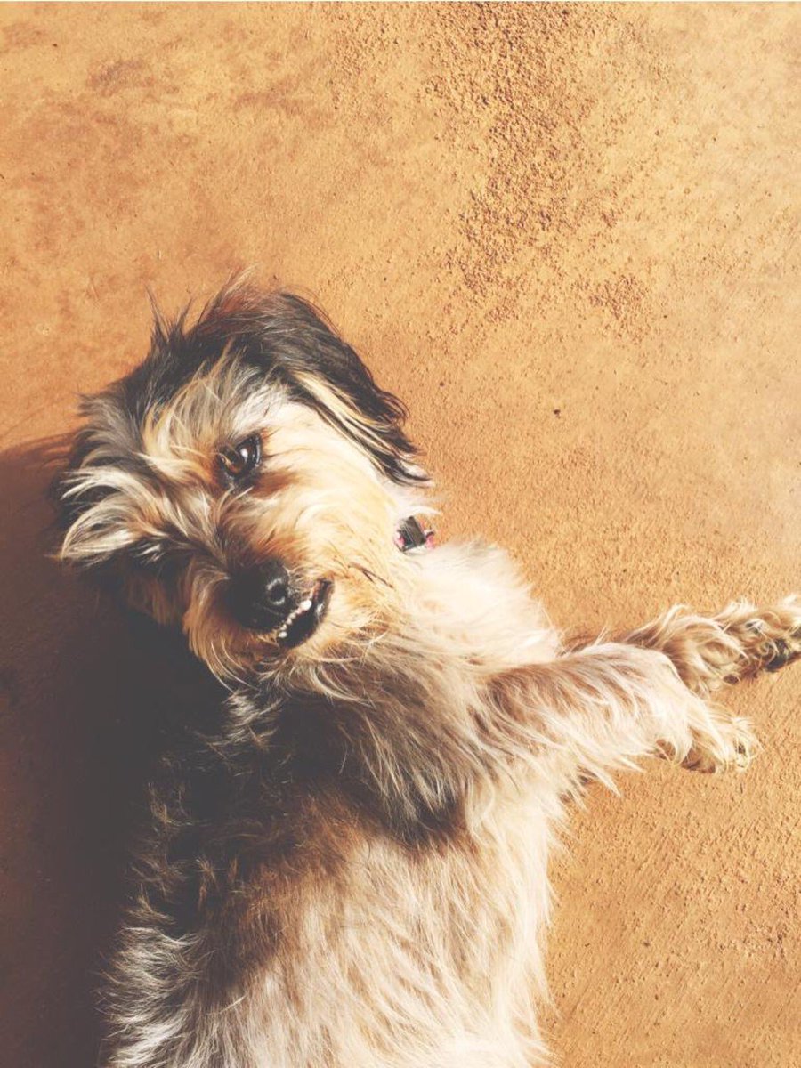 thisisjohnsblog's tweet photo. To the doggo who’s had my back (and lap) for 5 years, happy #NationalPuppyDay 🐶❤️

@KipperWylie https://t.co/Q5DoAMVx2R