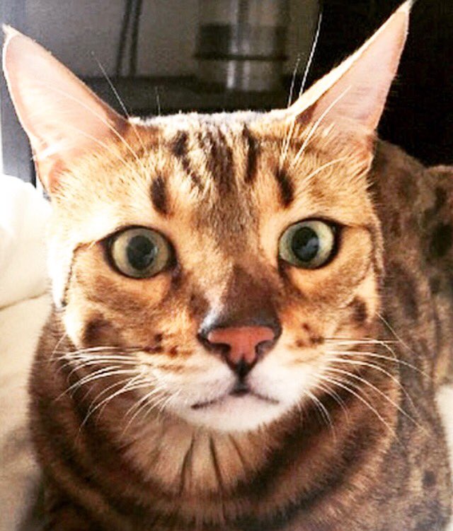 Wondering ... Is it #caturday yet ? 🐾 that face !!! 👀#joeybengalcat #bengalcat #catsofinstagram #catsagram #catstagram #cats_of_instagram #bestmeow #bestcat #thatface #ilovemycat #catstocker #catoftheday #kawaiicat #kittycat #kitty #cutecat #cutecatcrew #ilovemycat