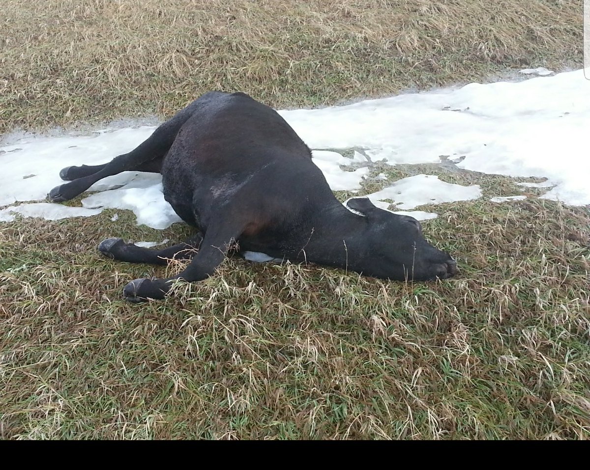 #BestCarcass one of many frozen cattle after a freak blizzard in S. Dakota