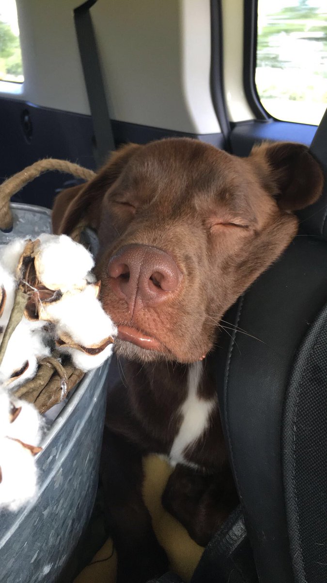KatieRehor's tweet photo. #NationalDogDay #puppylove https://t.co/REKsCAZVY7