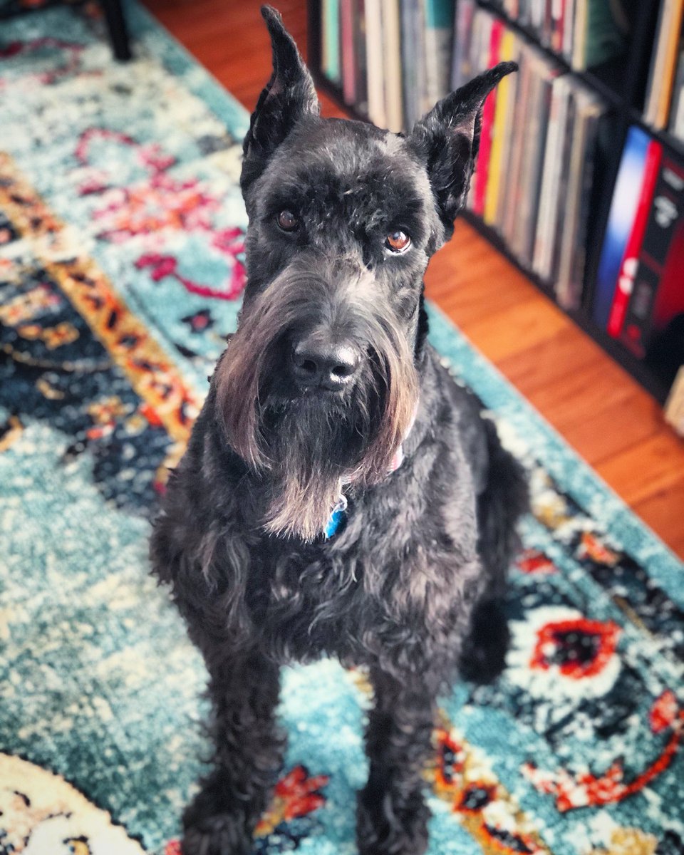 Happy #NationalPuppyDay 🐶