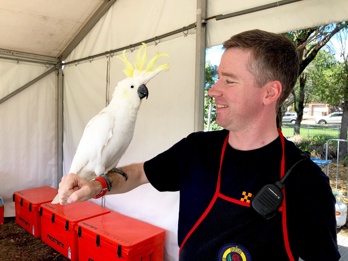 StrathfieldSES's tweet photo. Some of our @NSWSES volunteers made a new friend at the #Strathfield #HarmonyDay celebrations.
Meet “Poppy”, the #SulphurCrestedCockatoo.
#AnimalMagnetism #CacatuaGalerita #diversity #StrathfieldEvents #NSWSES #volunteering #EmergencyServices https://t.co/It6RRQCfxS
