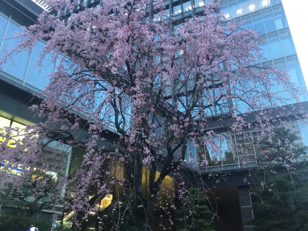 Hayatto4649's tweet photo. 天神のビルの谷間に、満開のシダレザクラ🌸
今期、牡蠣小屋は29日(木)前後で終了です、ラストスパート‼️ https://t.co/BFuh2T1NCZ