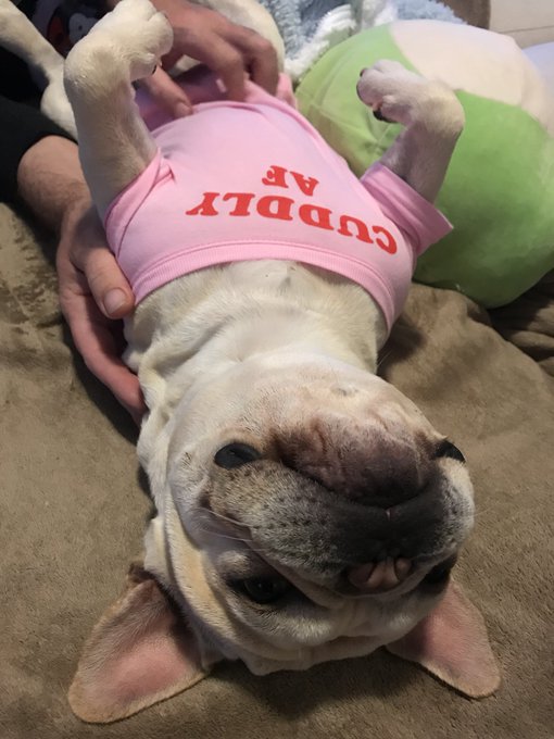 CUDDLY AF 💕 #nationalpuppyday https://t.co/78vTJ61Vsh<a href="/tag/nationalpuppyday"class="tags">#nationalpuppyday</a>