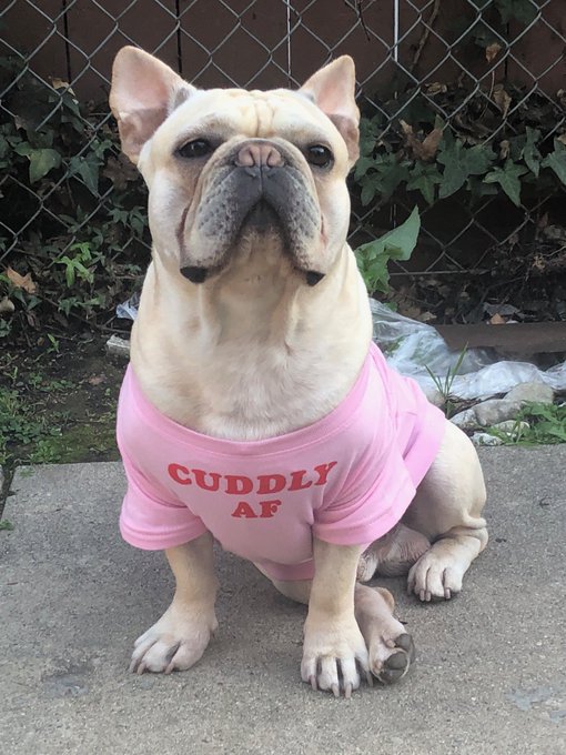 CUDDLY AF 💕 #nationalpuppyday https://t.co/78vTJ61Vsh<a href="/tag/nationalpuppyday"class="tags">#nationalpuppyday</a>