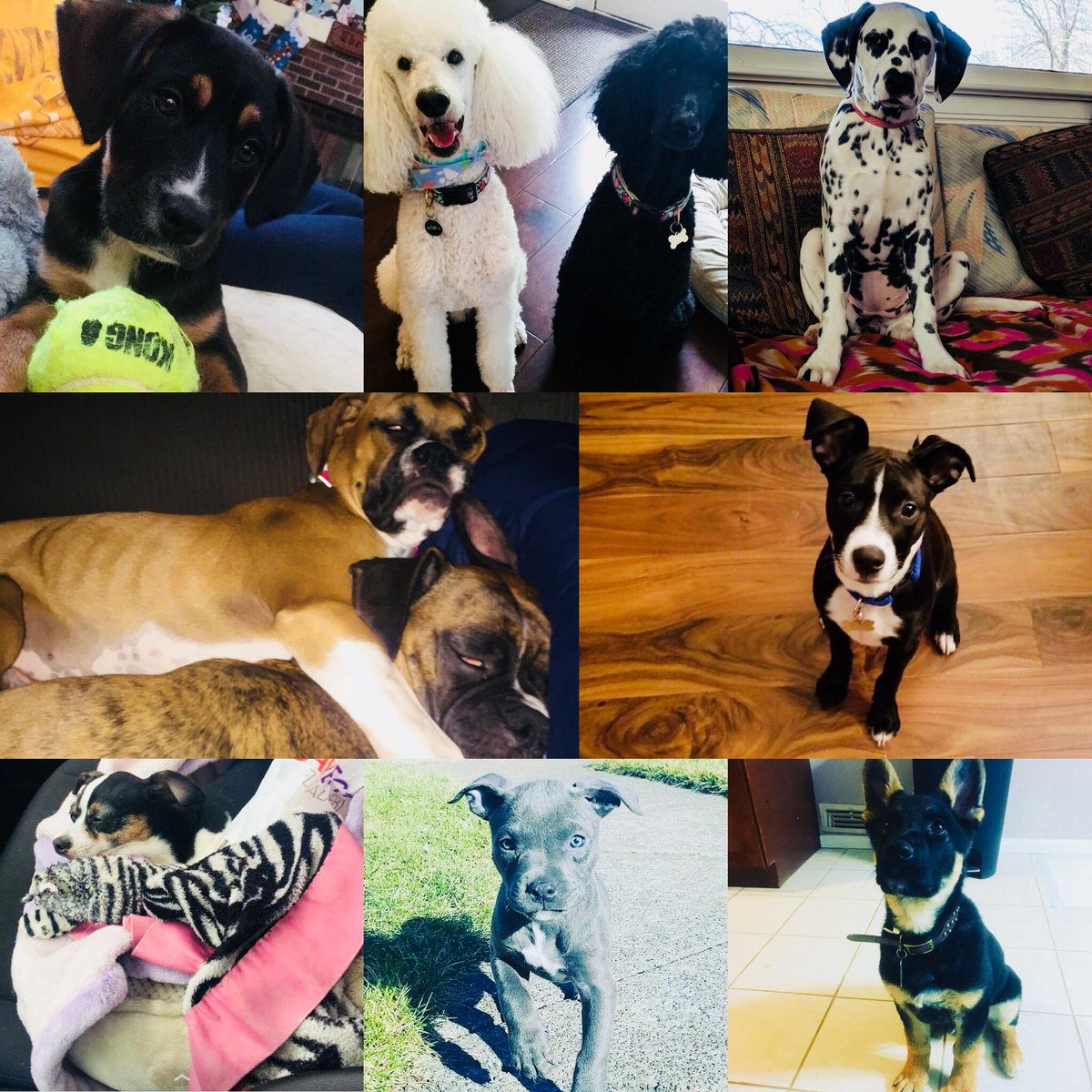 Happy National Puppy Day from everyone (and their puppy) at Hylan Dental Care! Brighten up our Friday with a picture of your puppy! #HylanDentalCare #NationalPuppyDay #Friday #ClePuppies #MyClevelandDentist