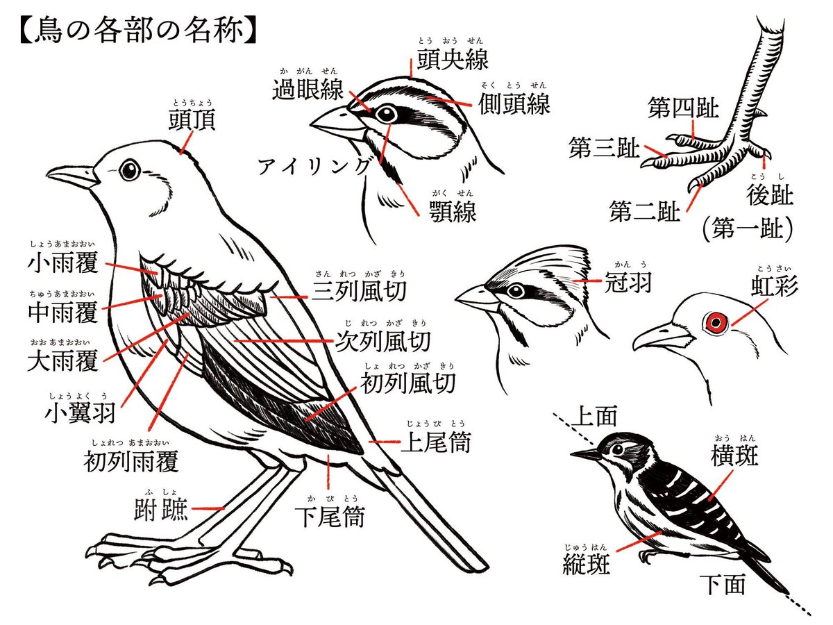 浅草綾 Mitは企画を吉野 元 イラストを吉野由起子が担当しました 昔から野鳥も大好きで 対馬に移住した際は図鑑に載っている鳥が庭にいるのを見て興奮しました 対馬で野鳥を描くお仕事ができてとても幸せです いろんな野鳥を描きました 本で見るの