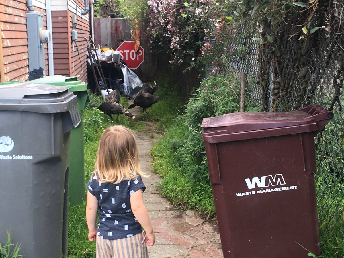 jasondovemark's tweet image. Spotted today in the #Oakland flats: four wild turkeys. My girl is definitely growing up in the #Anthropocene