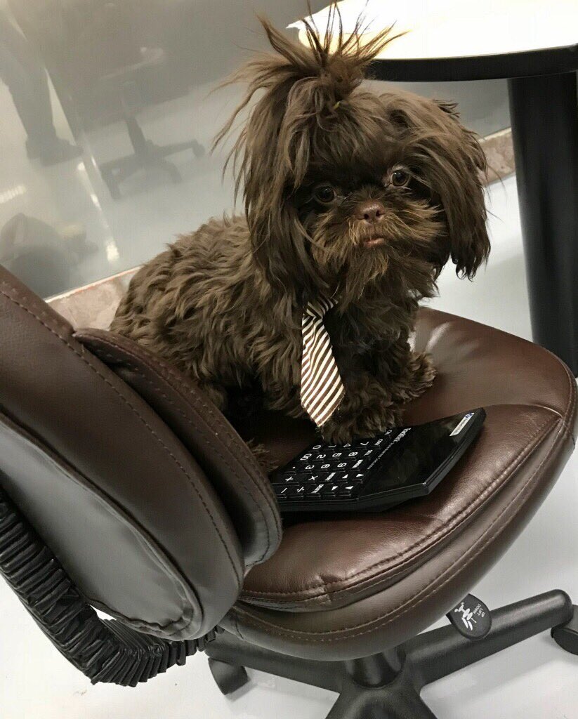 LuvMyButtons's tweet photo. Happy International Puppy Day! #Internationalpuppyday #expressyourself #dogboss #wagtag https://t.co/2lM3YFZ8tB