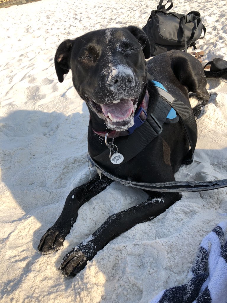 CeceliaBarkles's tweet photo. @NaturalBalance My little brother Hank’s first day at the beach #NationalPuppyDay https://t.co/L3muPt4tfB