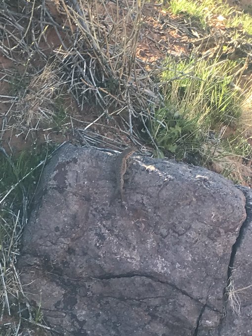 Some cute lizards from today :) https://t.co/7VHrPlv0IN<a href="/tag/fuckingmachines"class="tags"><span>#fuckingmachines</span></a>