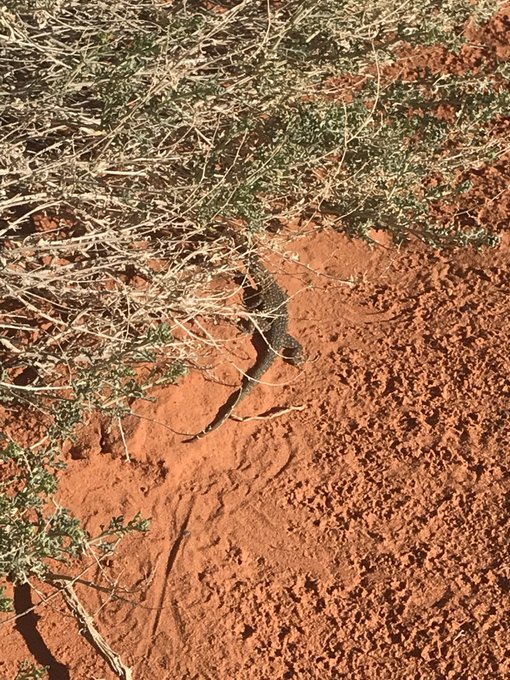 Some cute lizards from today :) https://t.co/7VHrPlv0IN<a href="/tag/fuckingmachines"class="tags"><span>#fuckingmachines</span></a>