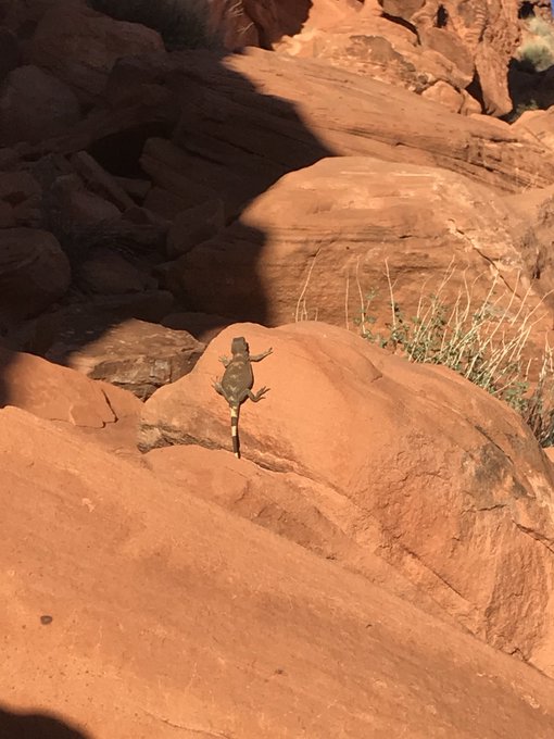 Some cute lizards from today :) https://t.co/7VHrPlv0IN<a href="/tag/fuckingmachines"class="tags"><span>#fuckingmachines</span></a>