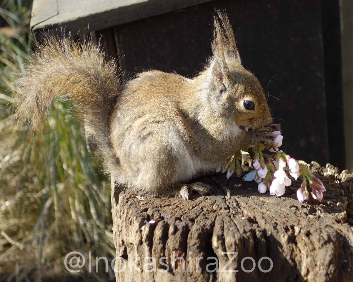 50 グレアリス 花 食べる