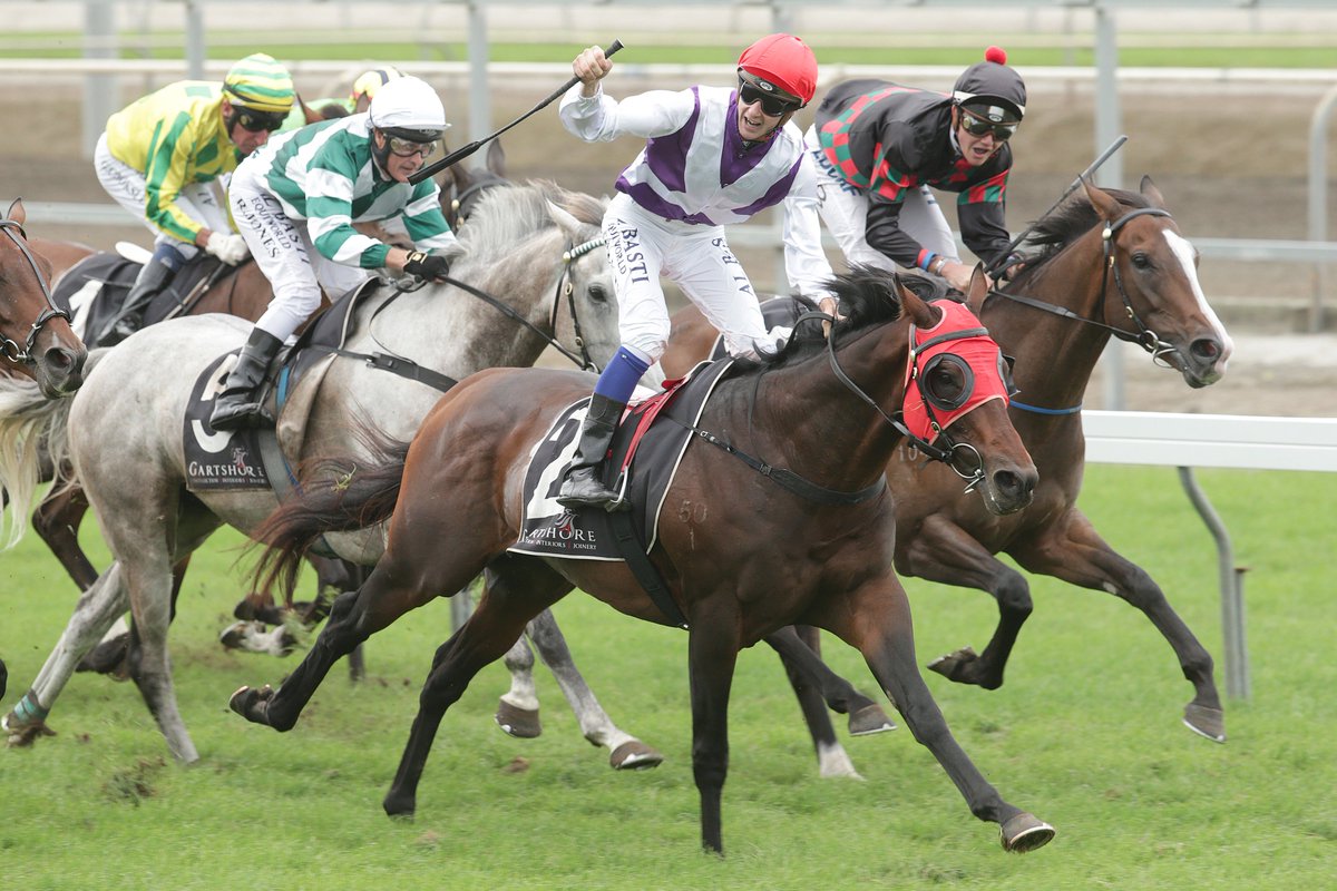 nzracingnews's tweet photo. Gary Hennessy is considering @SGTurfClub options with Gr.2 @WindsorParkStud Japan-NZ International Trophy winner #OceanEmperor. https://t.co/xu4Pi1vupp https://t.co/iZVYBM7Ygm