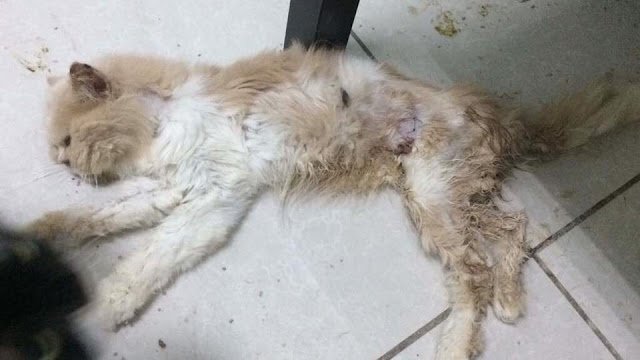 AsyrafKhalib's tweet photo. Ada org tanya kenapa satu je gmbr kucing yg mati aku post. Ni namanya Casper Foster. Casper ni personal cat aku di HOC. Dia antara mngsa tempias sihir yg agak teruk. Puluhan gmbr kucing yg lain aku x dpt share sbb itu milik peribadi House of Cat. 

"Casper balik syurga dulu ya!" https://t.co/tUy4NYC5ld