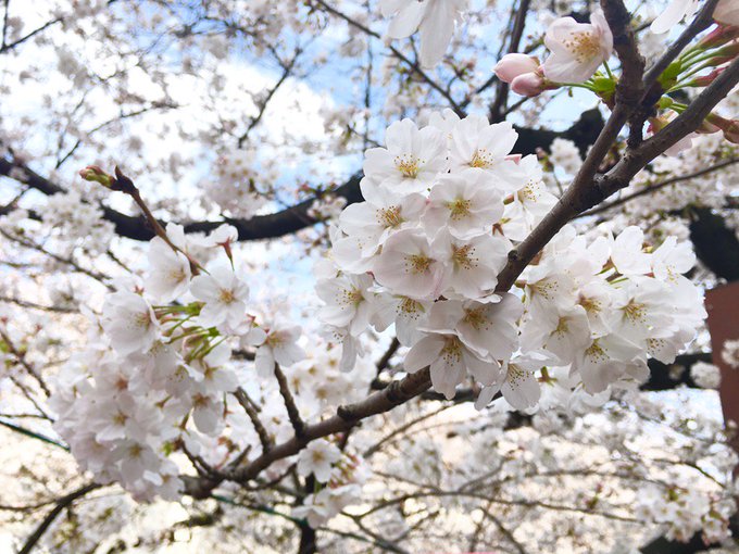 「ぼかし 桜」のTwitter画像/イラスト(古い順)