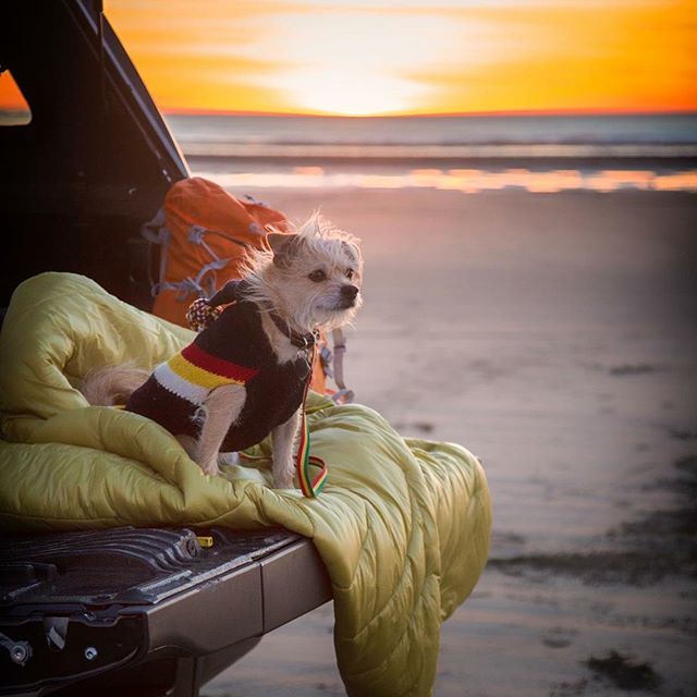 J5MM_Blog's tweet image. I love you Oliver 💙🐶#nationalpuppyday ift.tt/2HZDMIJ