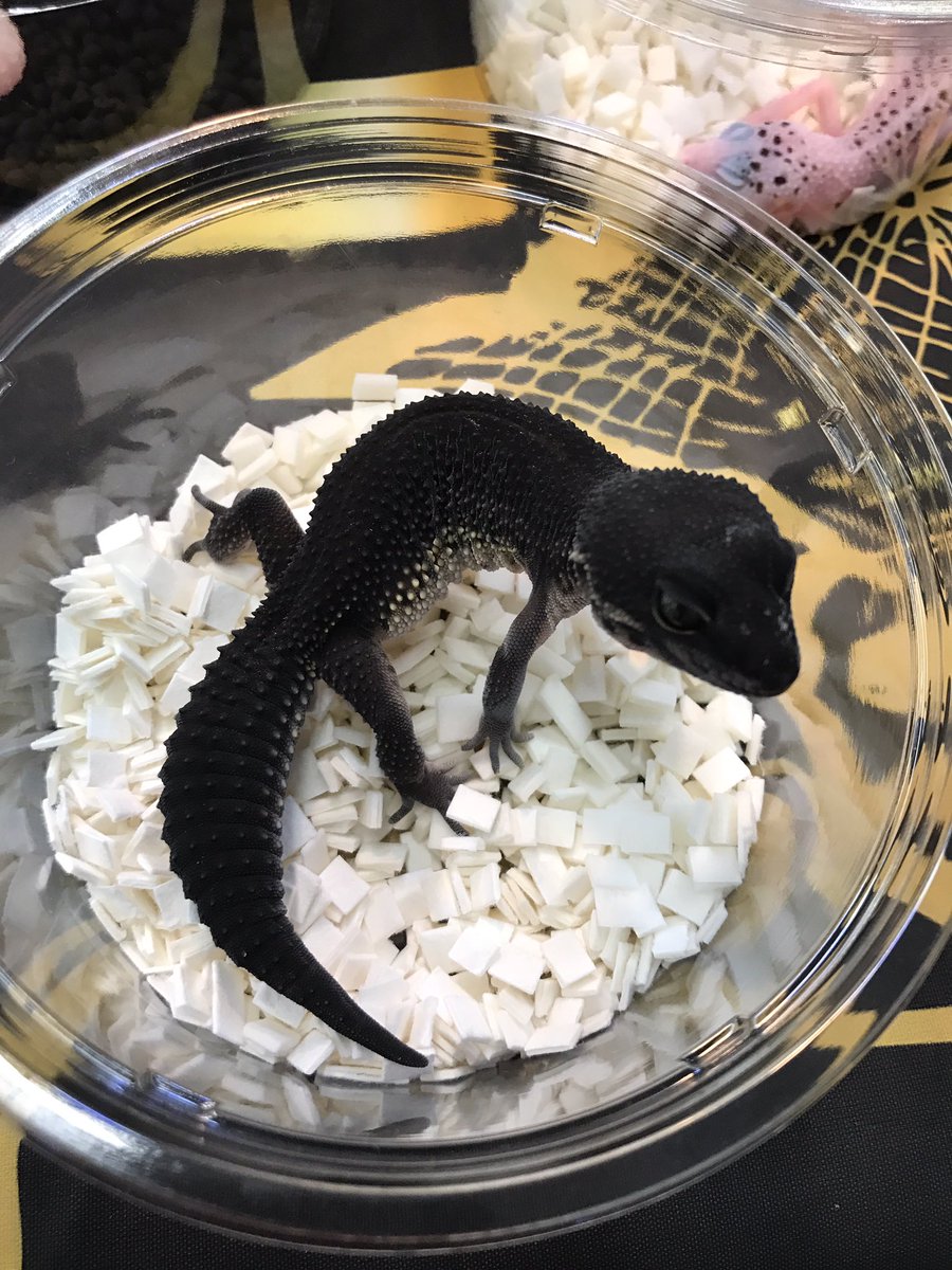 かねだい 海老名店 Twitterissa ロンドンレオパ特設コーナー設置してます 是非ご来店下さい