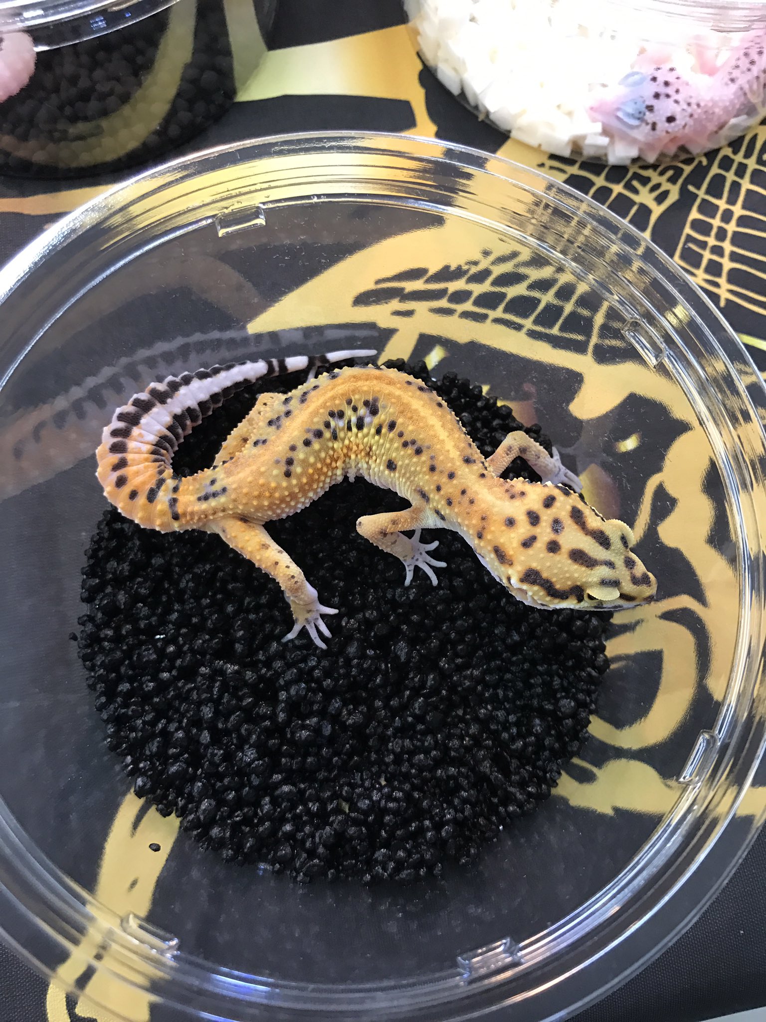 かねだい 海老名店 ロンドンレオパ特設コーナー設置してます 是非ご来店下さい