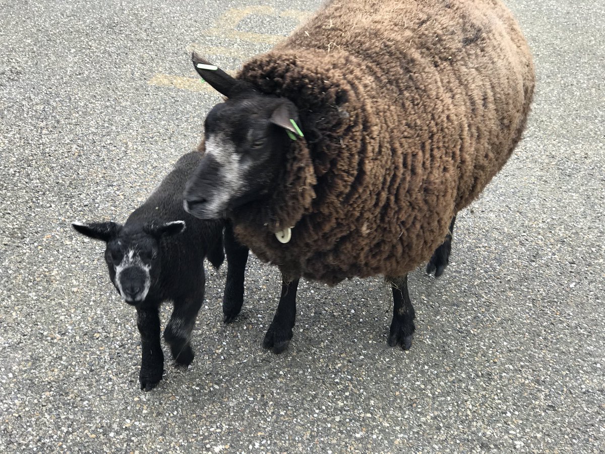 Schapen en lammetjes nemen terrein gemeente #Oegstgeest over. Ontsnapt...