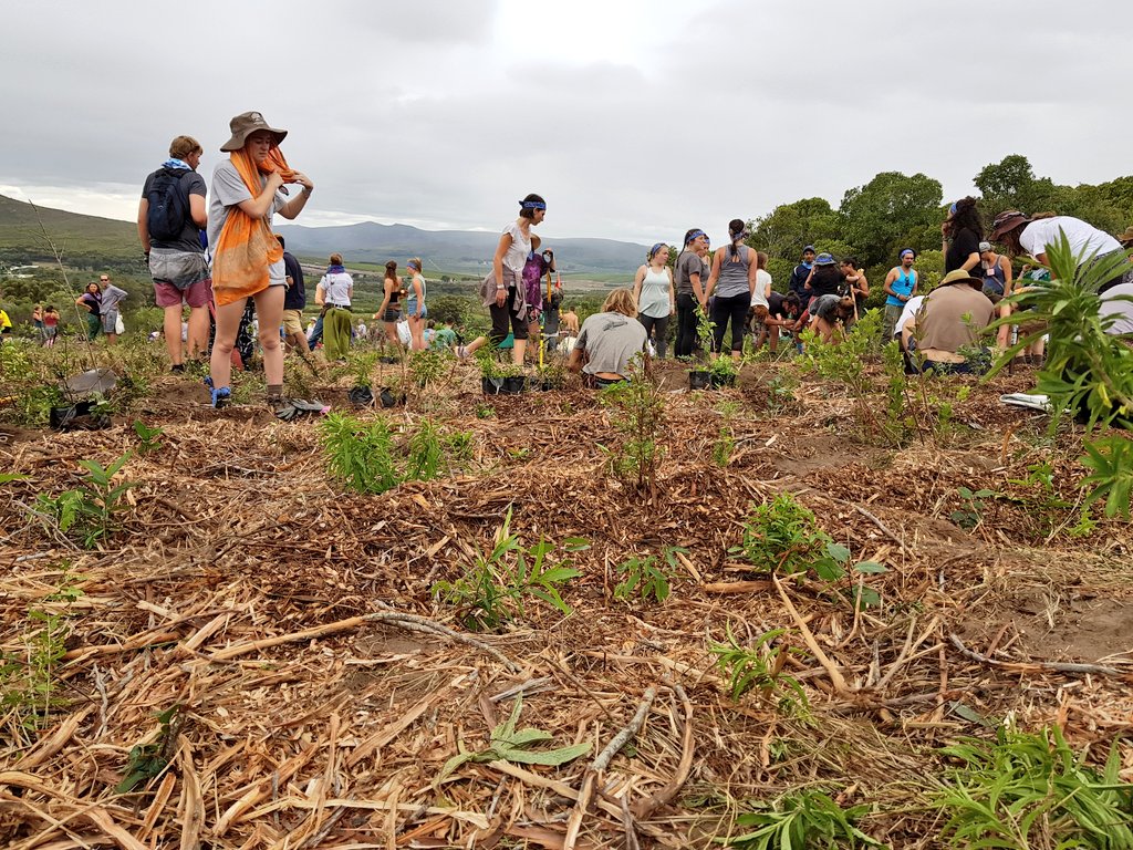 Greenpop's tweet photo. Time for some tree planting! 1491 of our babytrees have been donated by @wefix! Thanks for your support🌱 You are part of the TREEvolution!💚
#ReforestFest 
#jointhetreevolution https://t.co/rrSqYHfWkv