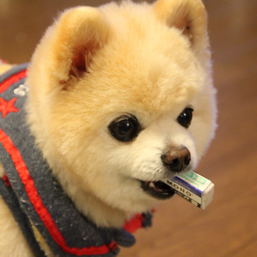 アイドル犬 俊介くんが可愛すぎてヤバい まとめ わんちゃんホンポ