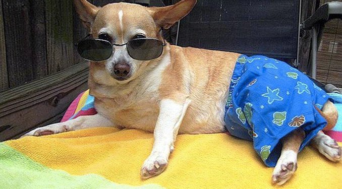 Alexandria Pet Care tweet media