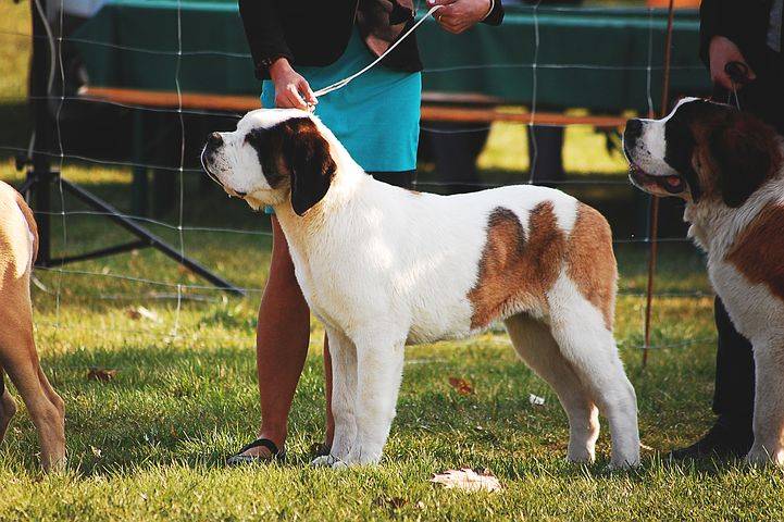 Action4Meg's tweet photo. KC Companion Dog Shows 🏅🐕
https://t.co/7q1qJufFv0
#dogs #showing #companion #stbernard #hobby #fun https://t.co/KG32iQHvvT