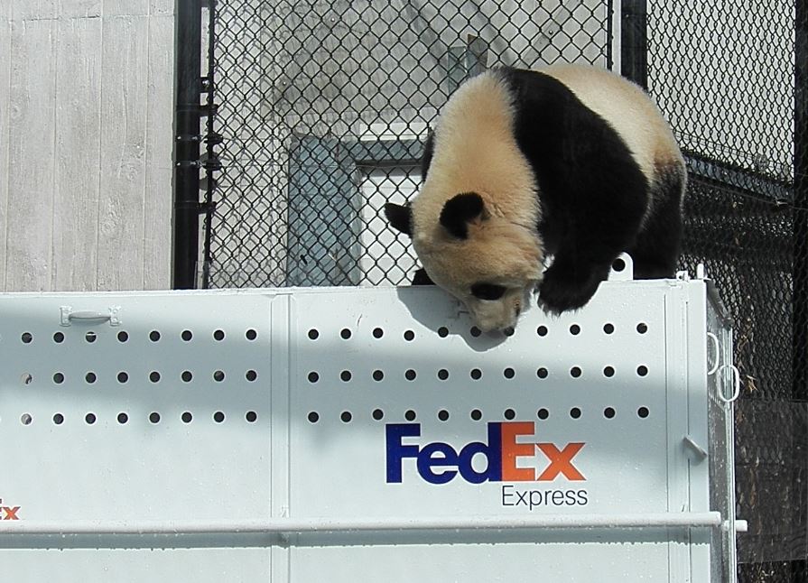 FedExCanada's tweet photo. All aboard the #FedExPandaExpress! ✈️ The panda family has officially landed at their new home @calgaryzoo . Learn more about their journey here: https://t.co/cu05fdiNxv https://t.co/g0aqmRGljA