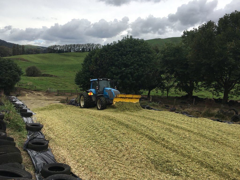 fdymondagronomy's tweet photo. The consistently solid P0891 coming in at Te Mara Farms. Hamish making a tidy stack 🌾 https://t.co/YZXoWqUPRe