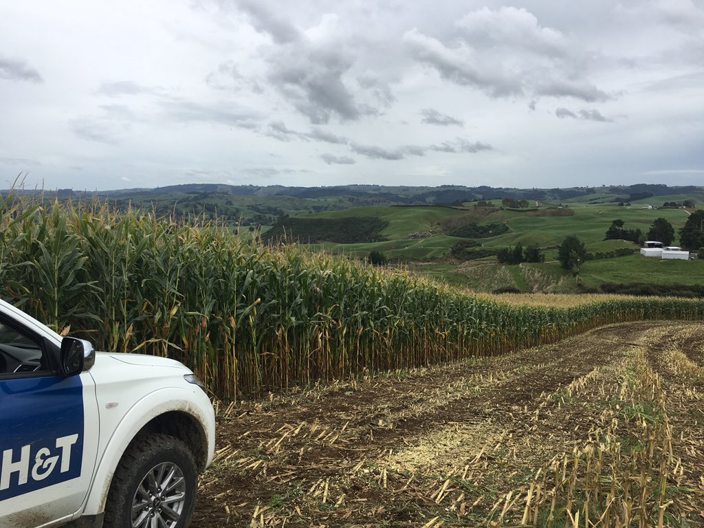 fdymondagronomy's tweet photo. The consistently solid P0891 coming in at Te Mara Farms. Hamish making a tidy stack 🌾 https://t.co/YZXoWqUPRe