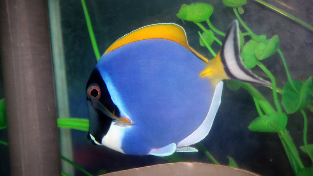 rare tropical freshwater fish