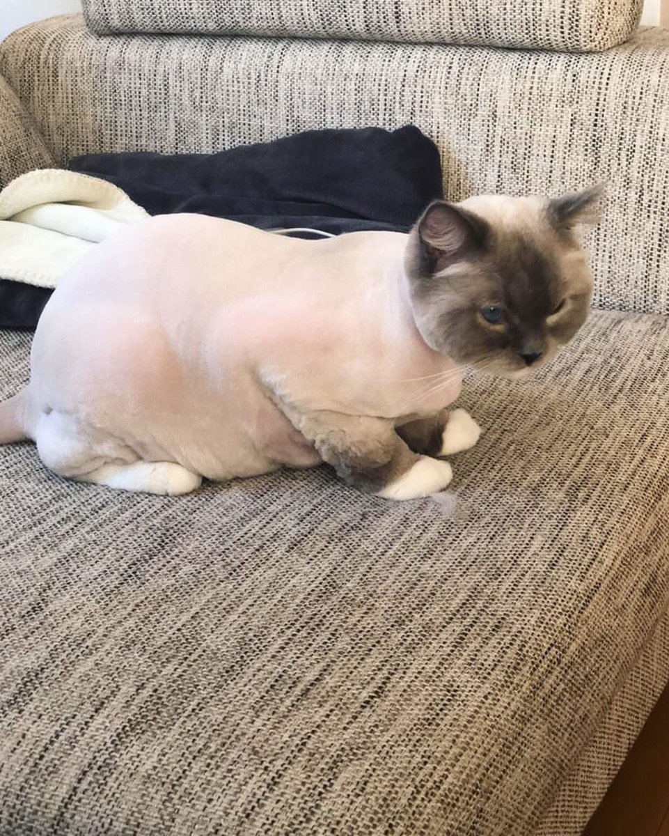 koji0405's tweet photo. 【180324JongHyun IG】😺
루 삭발
https://t.co/RVSF2fV1En https://t.co/mcLSUZnJoP