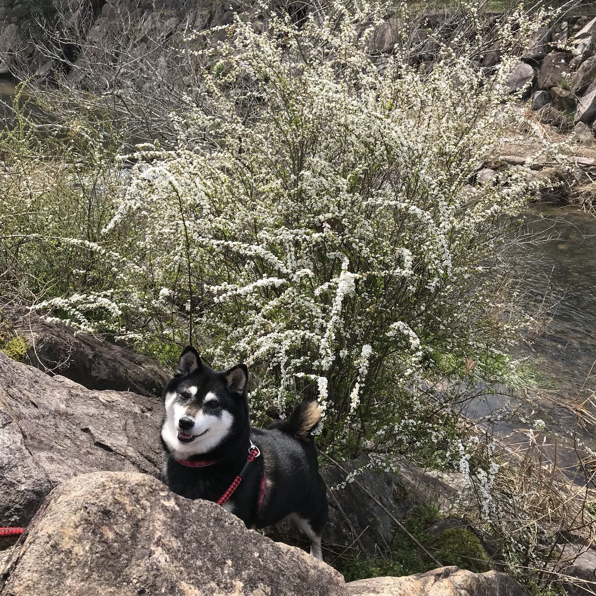 wabisukehime's tweet image. やっと
春🌸🌿探しに
行って来たよ〜💕🐶

#春探し
#季節を楽しむ
#柴犬
#お出かけ