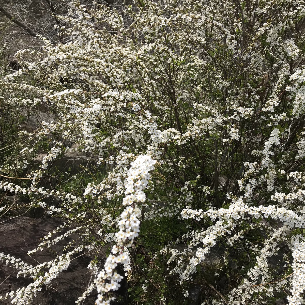 wabisukehime's tweet image. やっと
春🌸🌿探しに
行って来たよ〜💕🐶

#春探し
#季節を楽しむ
#柴犬
#お出かけ