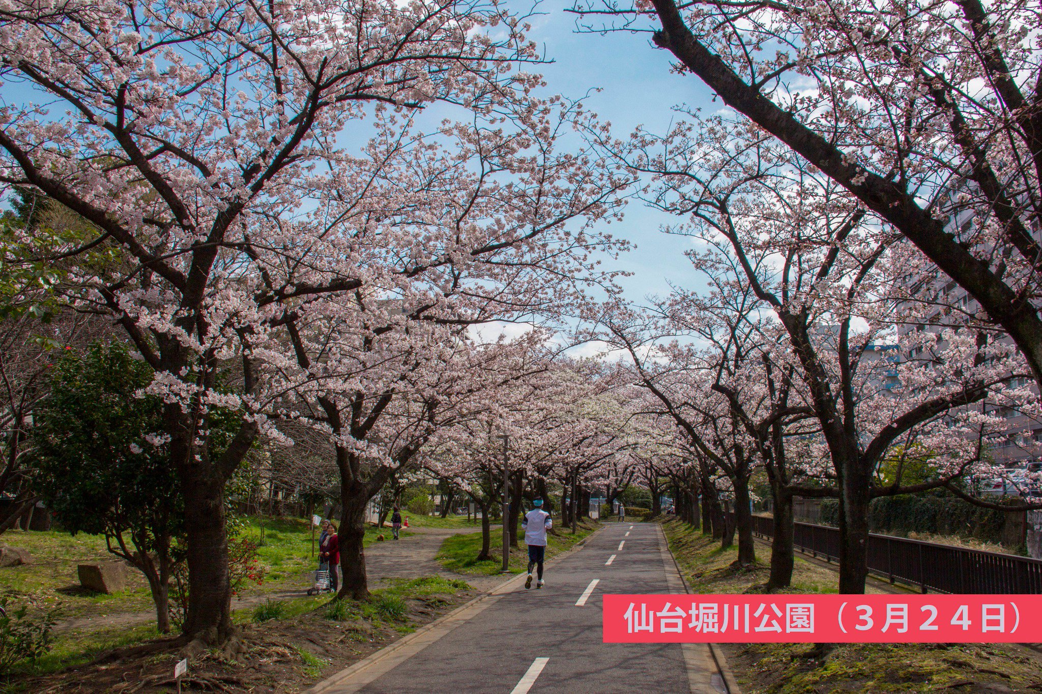 江東区 こうとう桜だより18 3 24 仙台堀川公園 見ごろを迎えつつあります 長い桜並木が続くこの公園 桜のトンネルの中でランニングするのもいいですね 桜 江東区