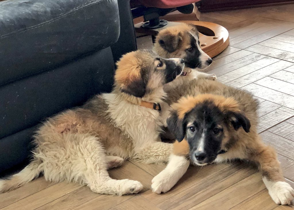On #InternationalPuppyDay, looking for good homes for these three lovable little guys, rescued from the street in #Sopiste. Please DM if interested; would love to keep them, but we have five already!
