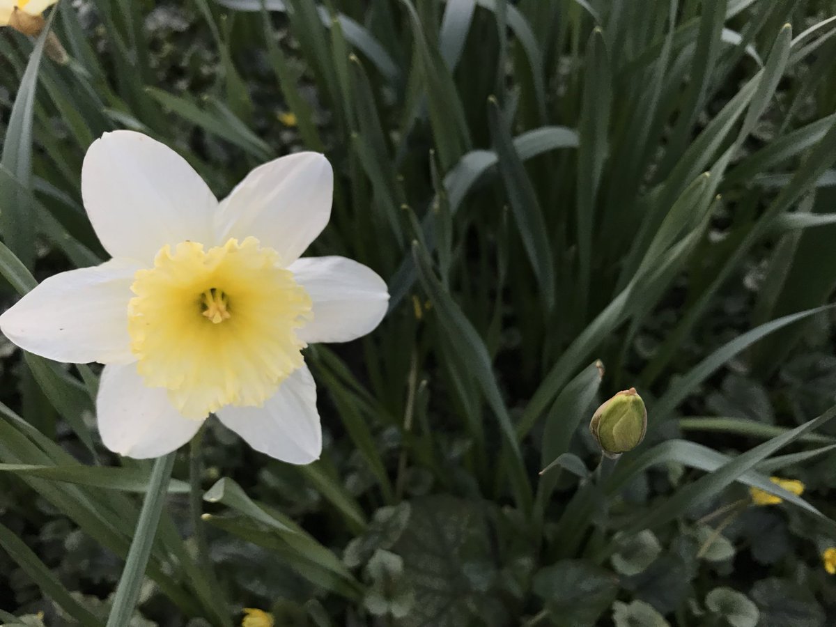 ortisandonato's tweet photo. La primavera è arrivata! #ortisandonato #metanopoli #spring has arrived #allotment https://t.co/QyvWKh1j08