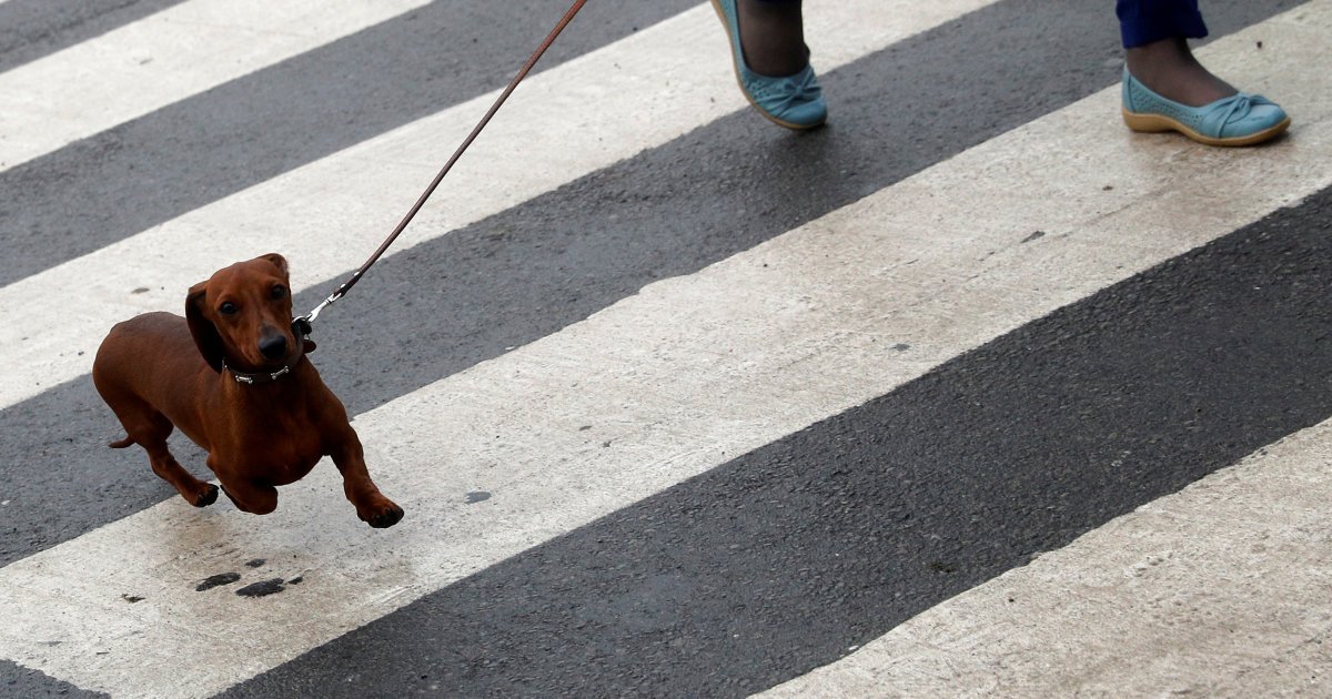 Gnews 小型犬が突然飛び出し 転倒した男性に飼い主側が10万円賠償 T Co Uiqing74fr 小型犬飛び出して転倒 飼い主側に１２００万円賠償命令 飛び出してきた犬を避けようとして転び けがを負ったとして大阪府高槻市の男性が 飼い主と保険会社に