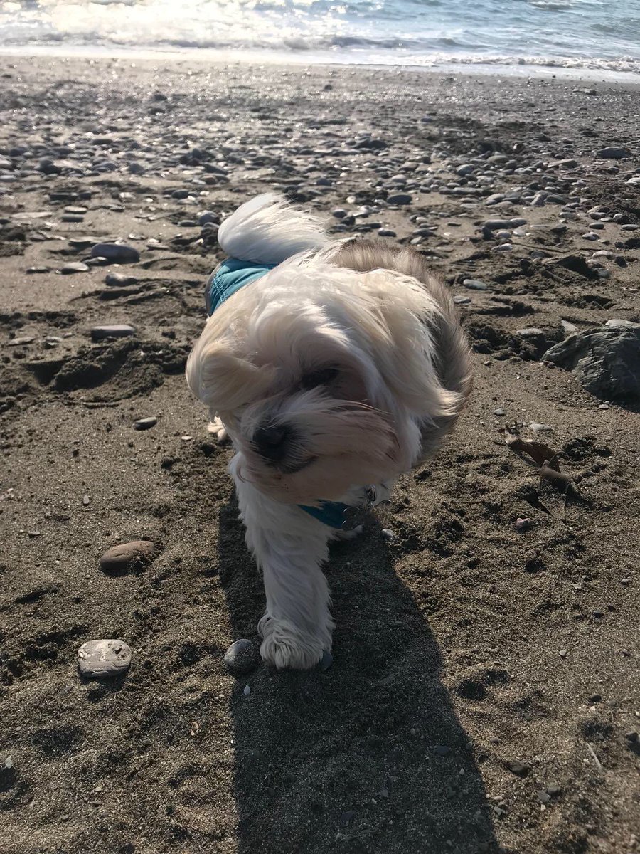 mulcon_estera's tweet photo. #NationalPuppyDay https://t.co/QgItv2Lzlw