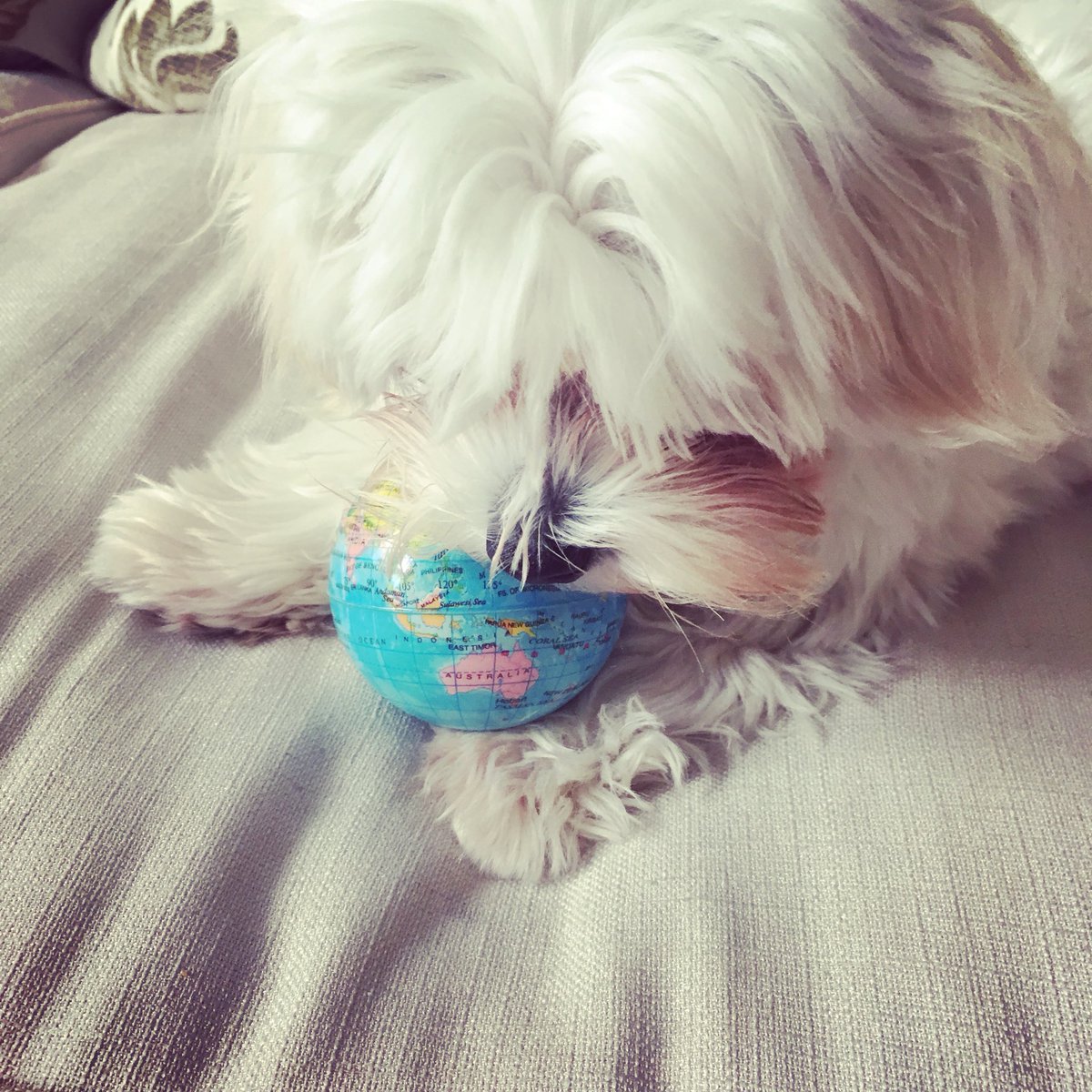 mulcon_estera's tweet photo. #NationalPuppyDay https://t.co/QgItv2Lzlw
