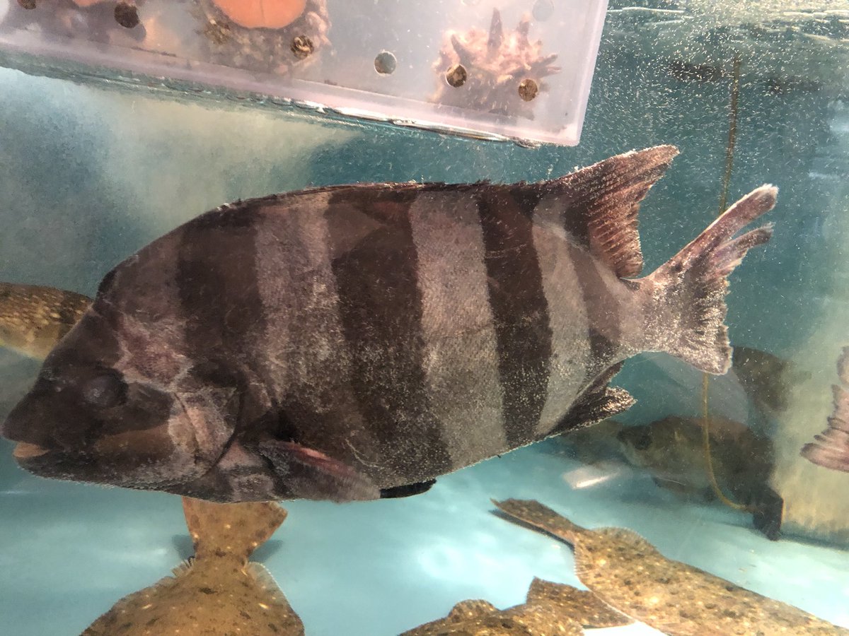 夢花 げんき堂 今日も玄界島からの直送便のお魚入荷しました 石鯛 あおな 平目 カレイです キツネカレイは煮付けと唐揚げに 刺し網漁が終わって籠漁になるので平目は今年は今月いっぱいで終わりです 玄界島 採れたてお魚 活き造り 鮮魚 刺身 夢花 げんき堂 今日も玄界島からの直送便のお魚入荷しました 石鯛 あおな 平目 カレイです キツネカレイは煮付けと唐揚げに 刺し網漁が終わって籠漁になるので平目は今年は今月いっぱいで終わりです 玄界島 採れたてお魚 活き造り 鮮魚 刺身
