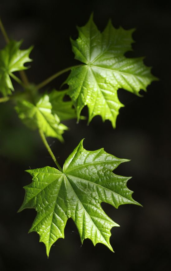 MPLSnpdc's tweet photo. N'oubliez pas la conférence "les plantes à fleurs de pot" ce lundi 26 mars à 18h00. @univ_lille , bâtiment SH2. Entrée libre et gratuite. https://t.co/skMzs3Eukz https://t.co/xSI8n2BHuT