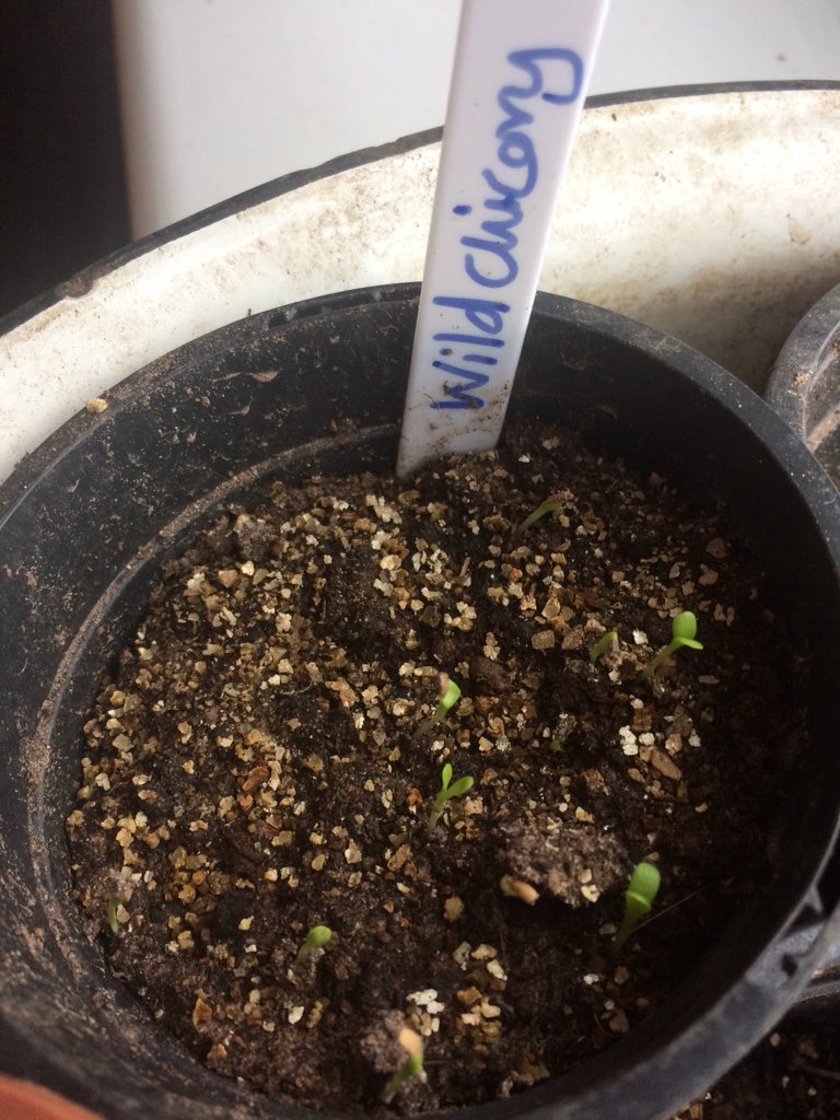 bloominwhit's tweet photo. #Community #seeds germinating nicely!
Planted by you to be put out into the beds at #Whitstable #library 
#bloominwhitstable #whitstableinbloom #streamwalk @streamwalk @bloominwhit https://t.co/GWoevVaIA1