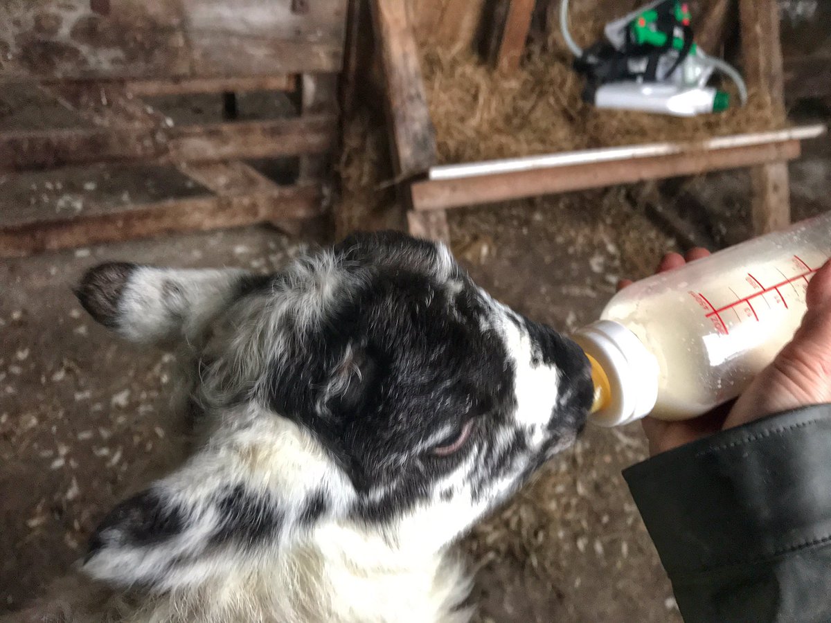 Good morning. A damp start on the hill, but clearing. Curlews in the wet pastures and Lapwing on the priest fields above the farm. Both calling. A song of Spring. Galloy is making great progress for such an elderly ewe. Her twins thrive and I assist with top ups. <a href="/NFUCountryside/">Countryside</a>