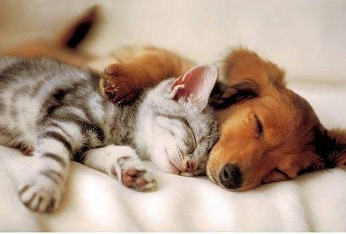 LukeLonerganCEO's tweet photo. The Best Video for Animal Lovers https://t.co/qmOQMg4JXQ

#SaturdayMotivation #MoviesAndShowsInSpace #AnimalCruelty https://t.co/dNASFFfSiC