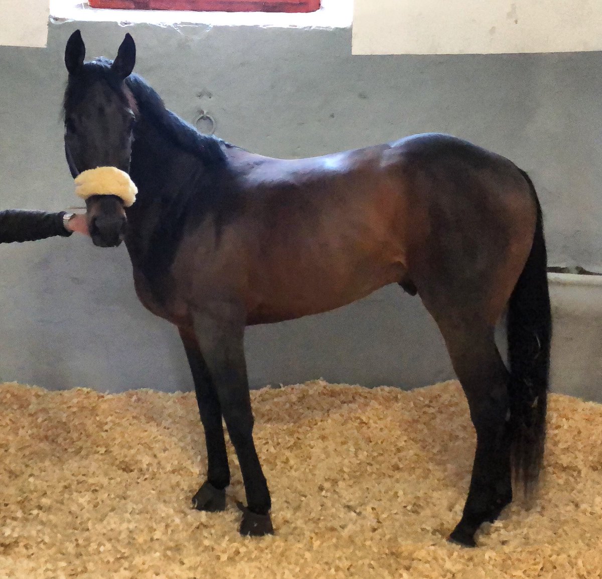 DOMAGNANO  <a href="/BaragiolaEnrica/">Enrica Baragiola</a>  <a href="/AlShaqabRacing/">Al Shaqab Racing</a> #race #milano #italy #sansiro #today